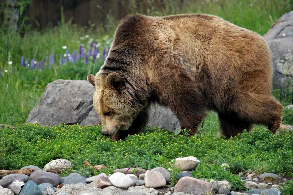 Yellowstone Private Photography Journey Tour Image 5