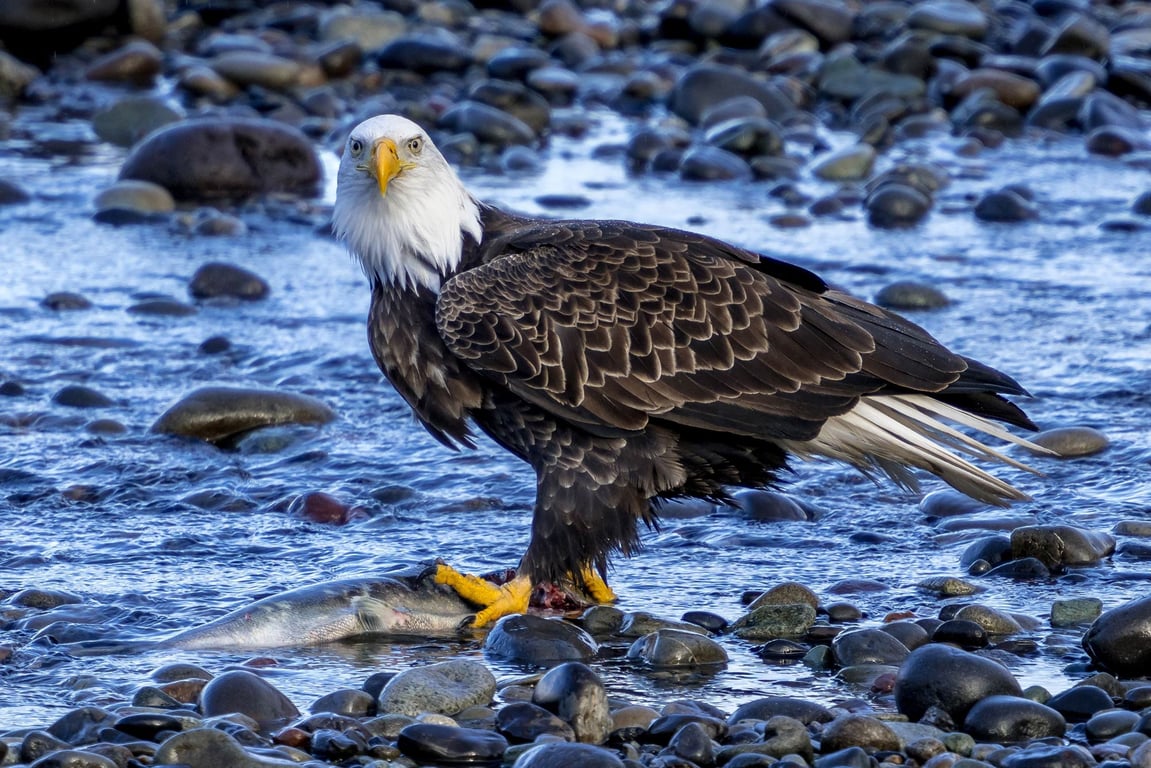 When and Where to See Alaska Wildlife