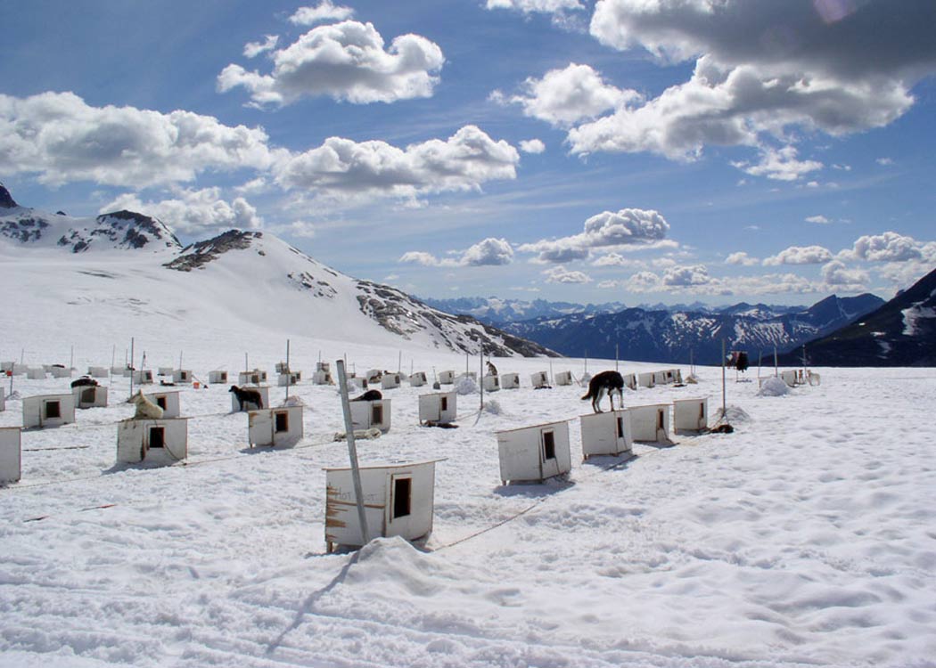 Helicopter Glacier & Dog Camp Adventure Tour Image 4