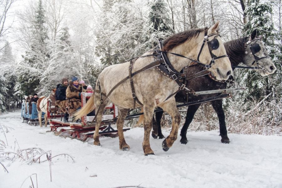Families enjoy a cozy horse-drawn sleigh ride through a snowy forest.