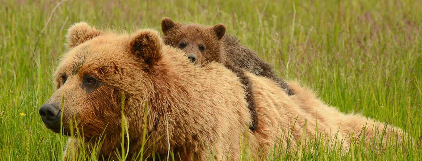 Pack Creek Brown Bear Viewing image