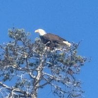 Yellowstone Lake Kayak Trip review image 1