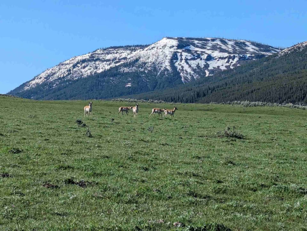 Lamar Valley Full Day Hiking Adventure Tour Image 4