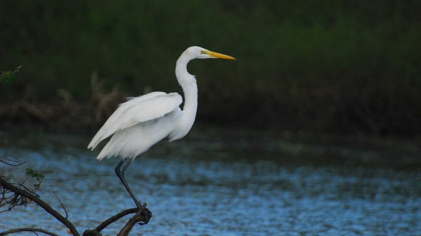 Crooked Tree Wildlife Sanctuary Tour image