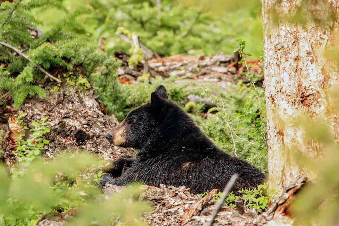 All-Day Yellowstone Safari From West Yellowstone Tour Image 17
