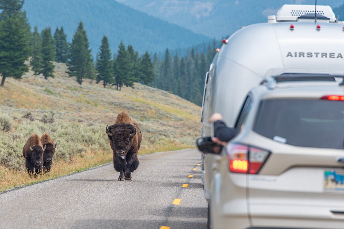 Jackson To Yellowstone: Plan & Guide  image
