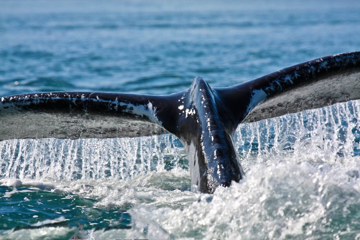 Juneau’s Marine Magic: A Whale Watching Adventure Guide