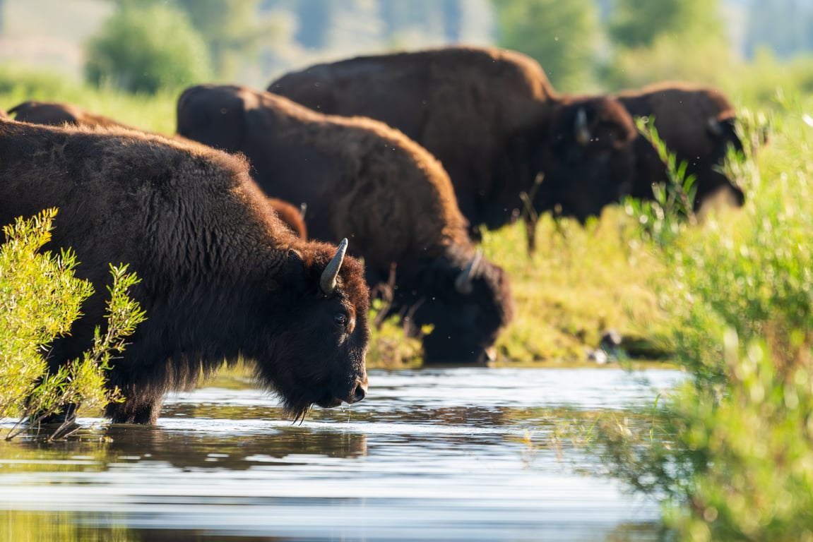 Wildlife & Waterfalls Private West Yellowstone Hike image