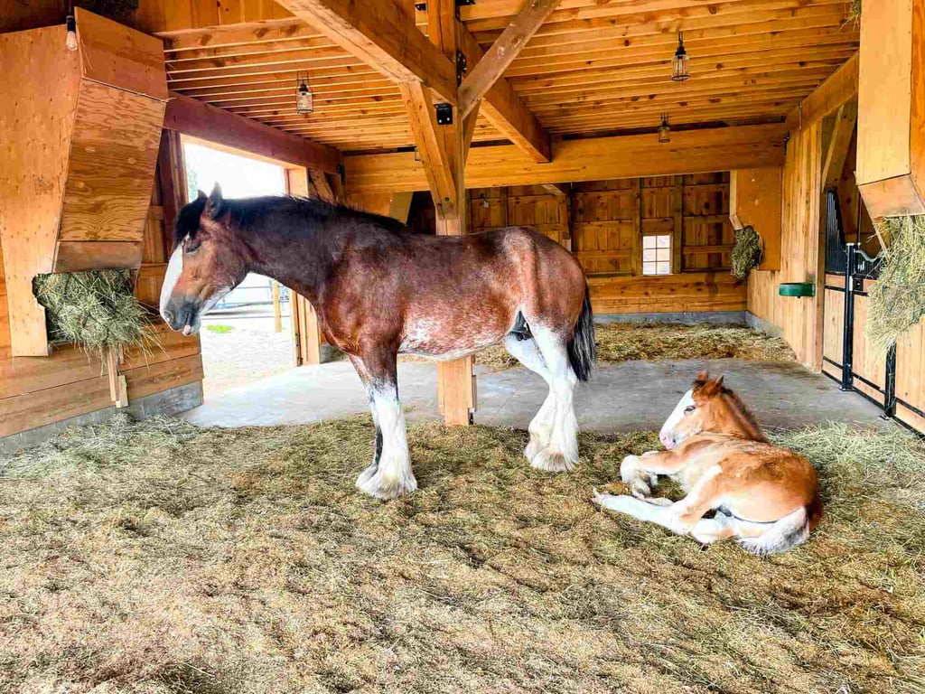 Clydesdale Winter Sleigh Ride Tour Image 4
