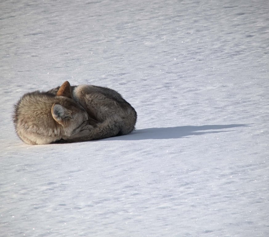 Private Yellowstone Winter Safari From Gardiner image
