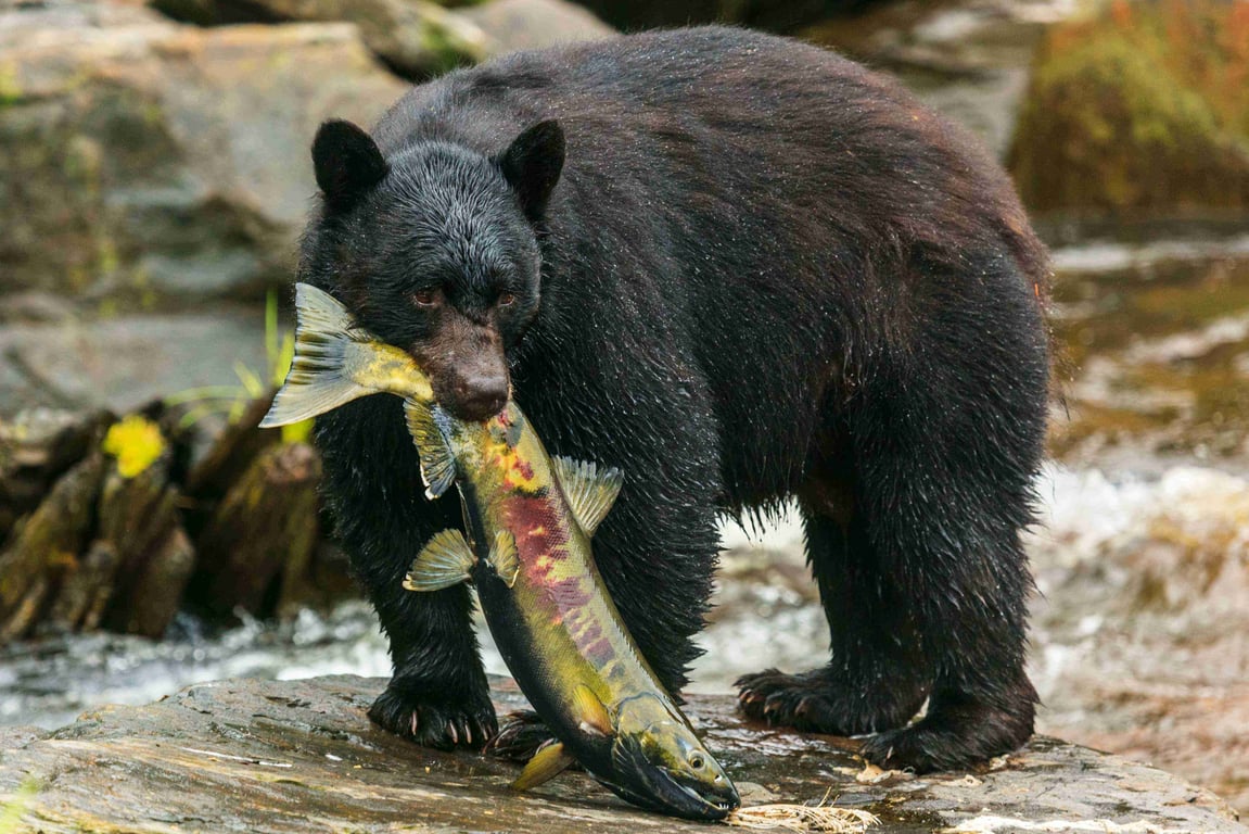 Thumbnail of video about Wildlife in Ketchikan