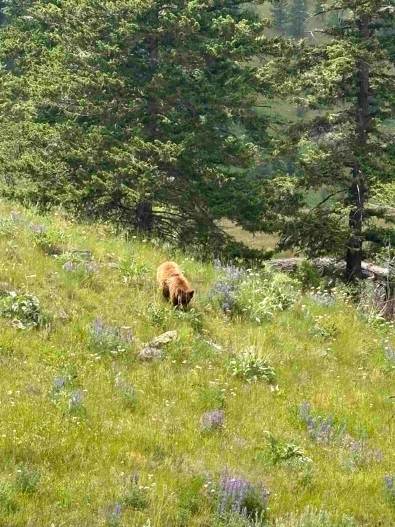 CSKT Bison Range Wildlife Viewing Tour Tour Image 5