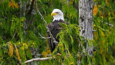 Ketchikan