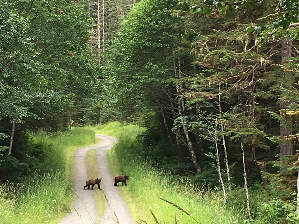 Wildlife and Bear Search Tour Image 5