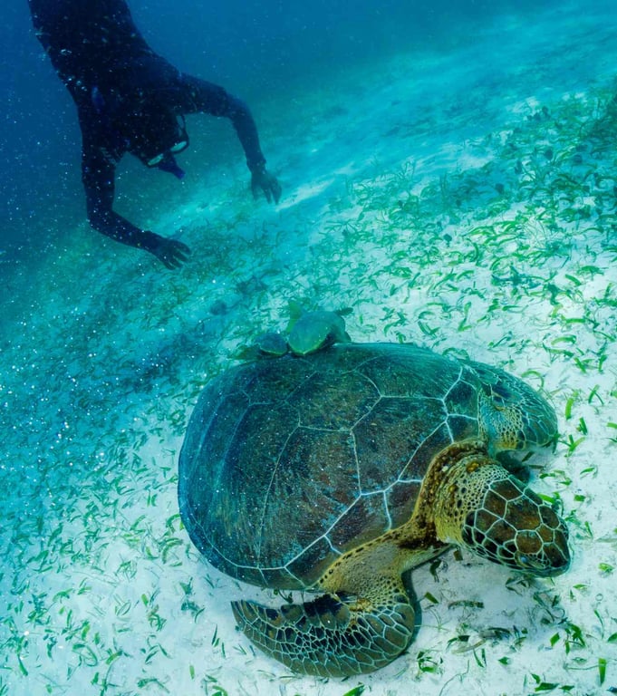 Snorkel Boat Tour in Search of Turtles Tour Image 2