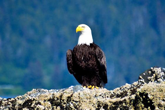 Your Local Expert's Guide to the Alaska Raptor Center in Sitka, Alaska