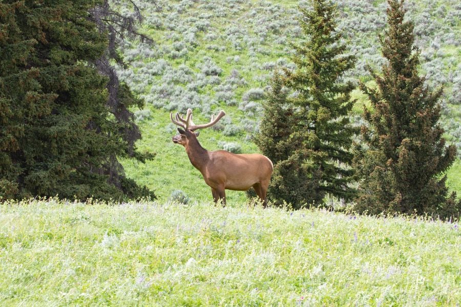 A majestic elk standing tall against a backdrop of green forested hills.