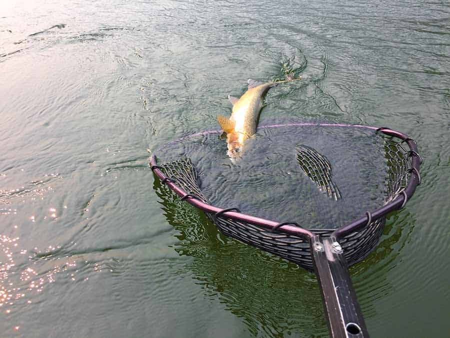Clark Fork River Fly Fishing Tour Image 6