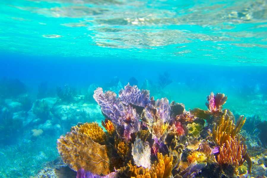 Sunlight shining on coral reefs, full of ocean life.