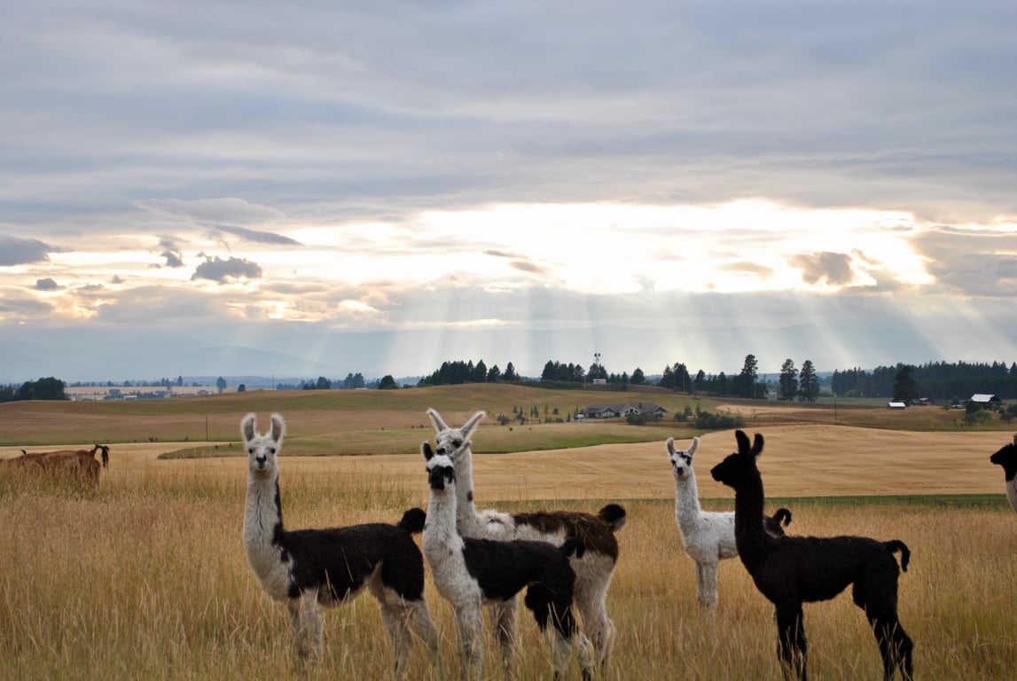 Llama Farm Tour Tour Image 7