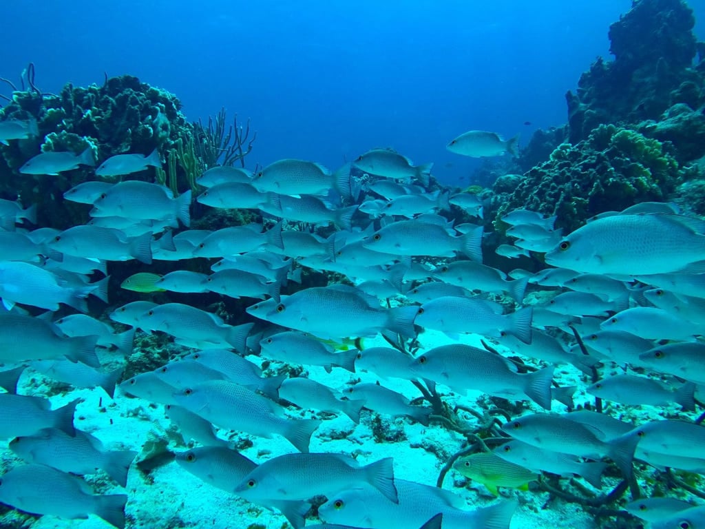 Cozumel Snorkeling Tour: Palancar, Colombia & El Cielo Reefs Tour Image 4