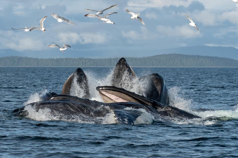 Whale and Drone Tour image