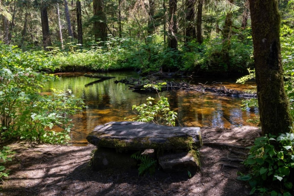 Private Old-Growth Creek Hiking Tour Tour Image 1