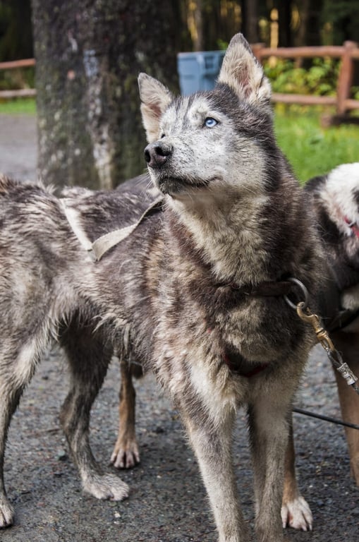 Dog sledding & musher camp review image 0