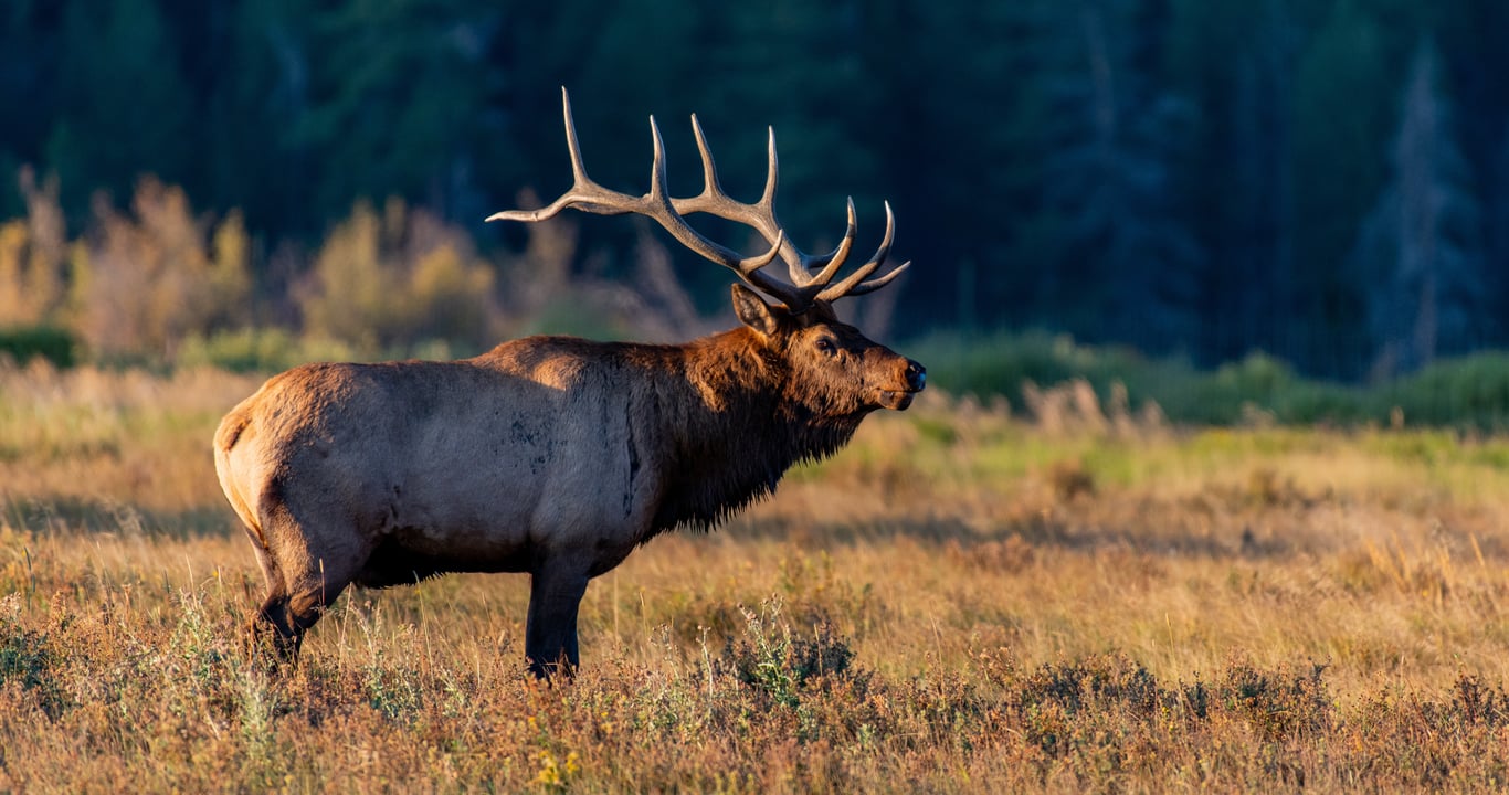 Where To See Wildlife In Yellowstone