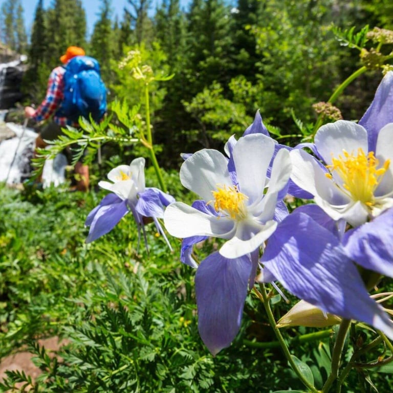 Guided Scenic Hike - Half Day Tour Image 3