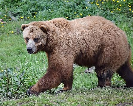 Simply Amazing Sitka Tour image