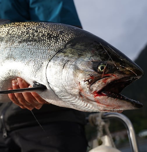 Sitka Salmon Fishing image