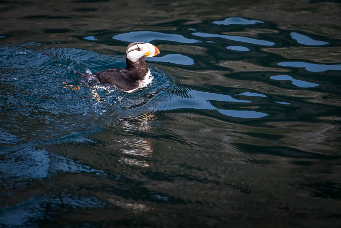 6 Hour Kenai Fjords National Park Cruise Tour Image 5
