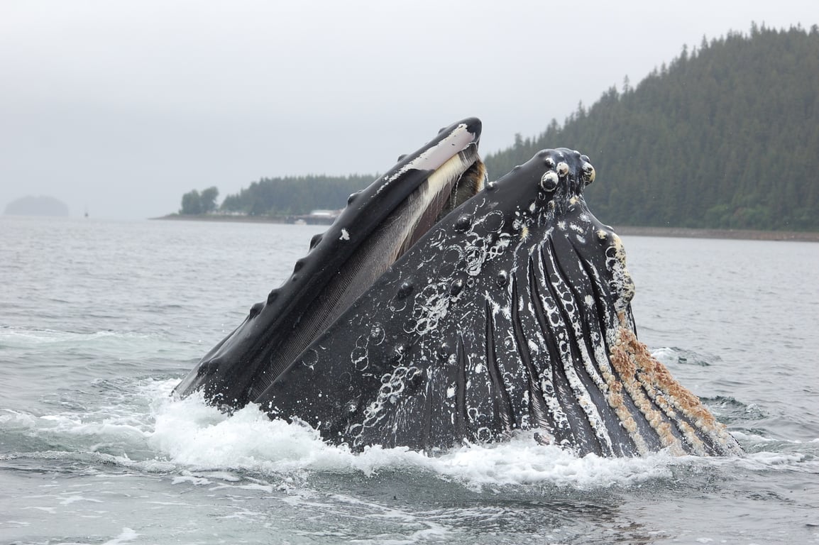 Premier Whale Watch Tour Tour Image 2