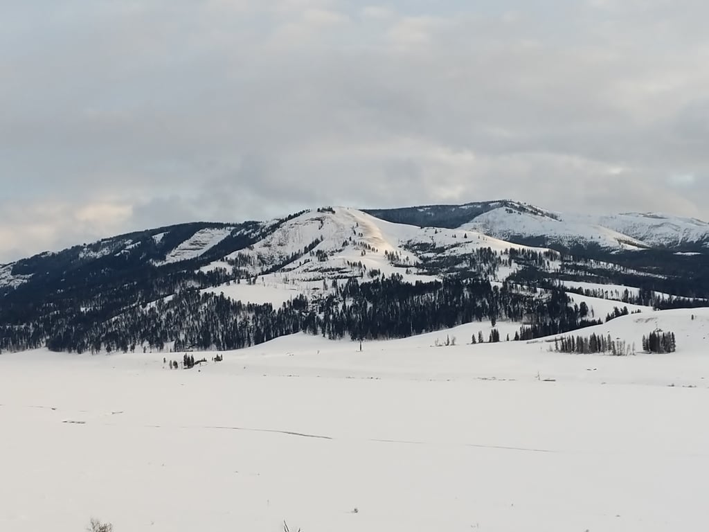 Private Yellowstone Winter Safari From Gardiner Tour Image 5
