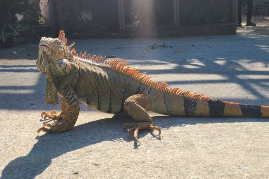 A colorful iguana poses on the ground, sunlit with vibrant scales.