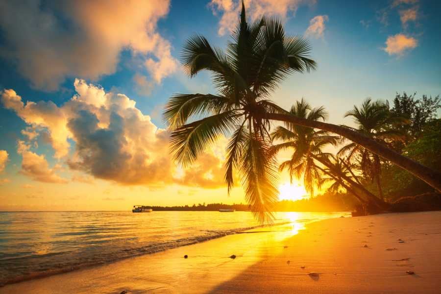 A beautiful sunset view over a beach, with palm trees framing the golden horizon.