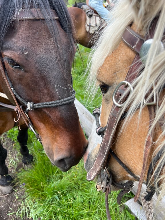 Private Horseback & Grand Teton Tour Tour Image 5