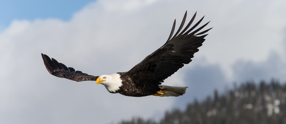 Where To See Wildlife In Yellowstone