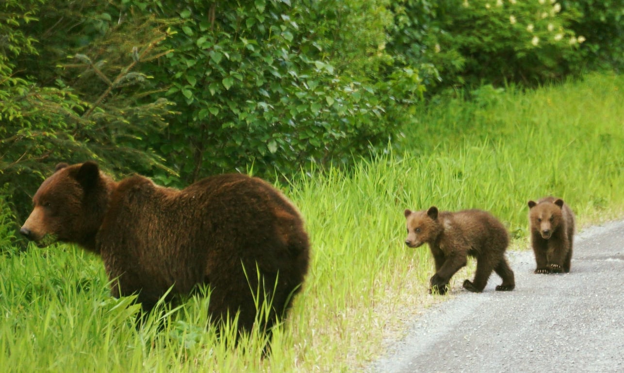 Wilderness Tour and Brown Bear Search Tour Image 5