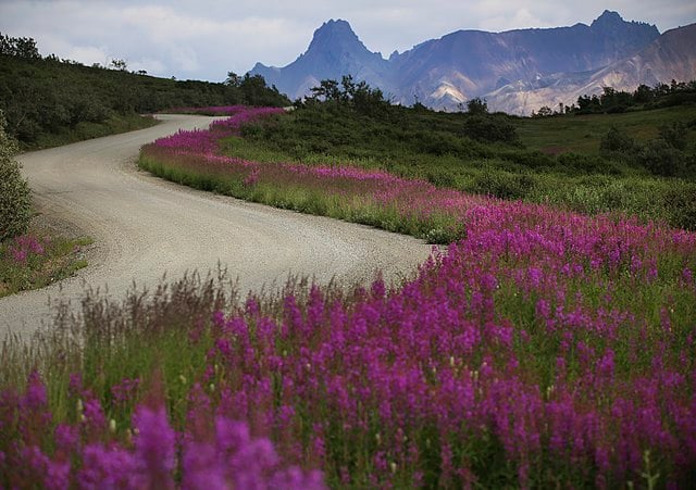 Unveiling the Wonders of Denali Park Road: A Local Expert’s Guide image
