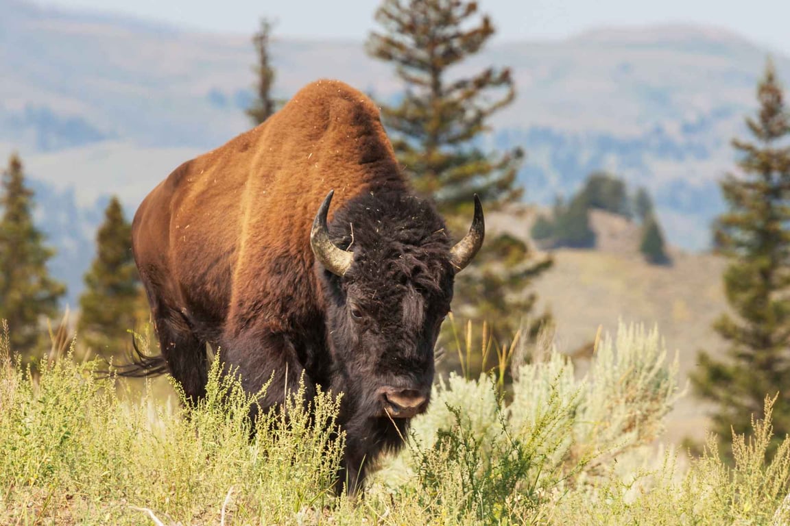 Private West Yellowstone Upper Loop Wildlife Photo Tour Tour Tour Image 4