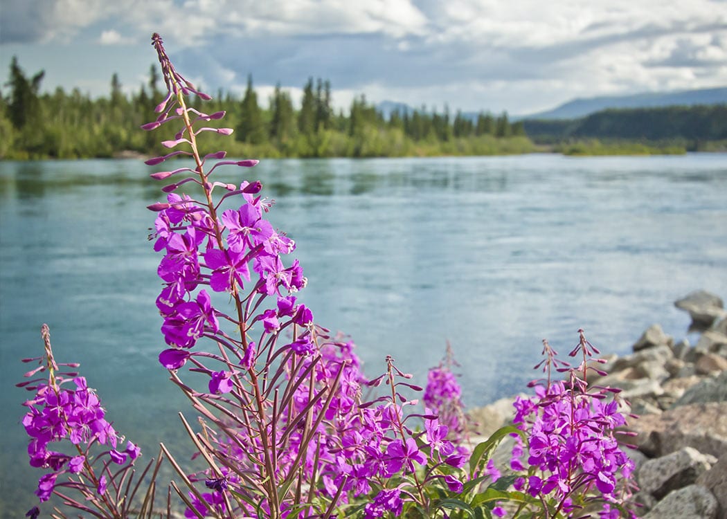 Bennett Lake Scenic Journey Tour Image 6