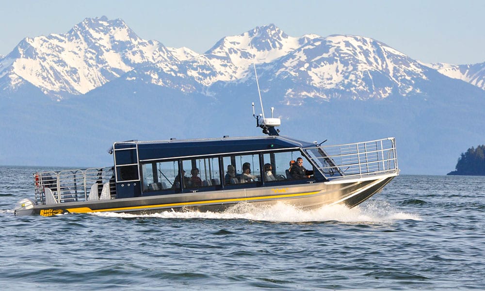 Whale Watching Tour Tour Image 14
