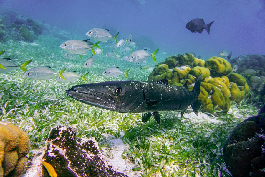Our Favorite Things to Do & See in Placencia