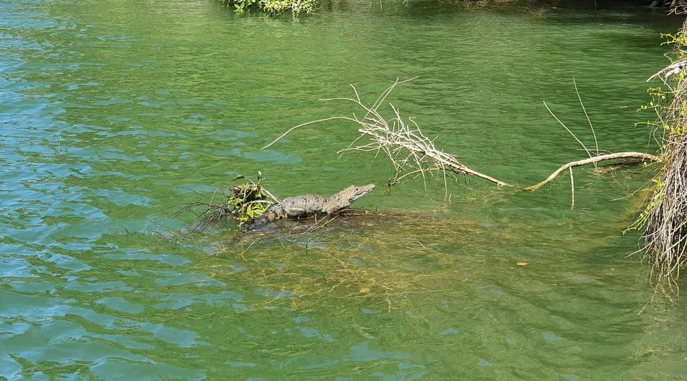 Belize Manatee Excursion Tour Image 9