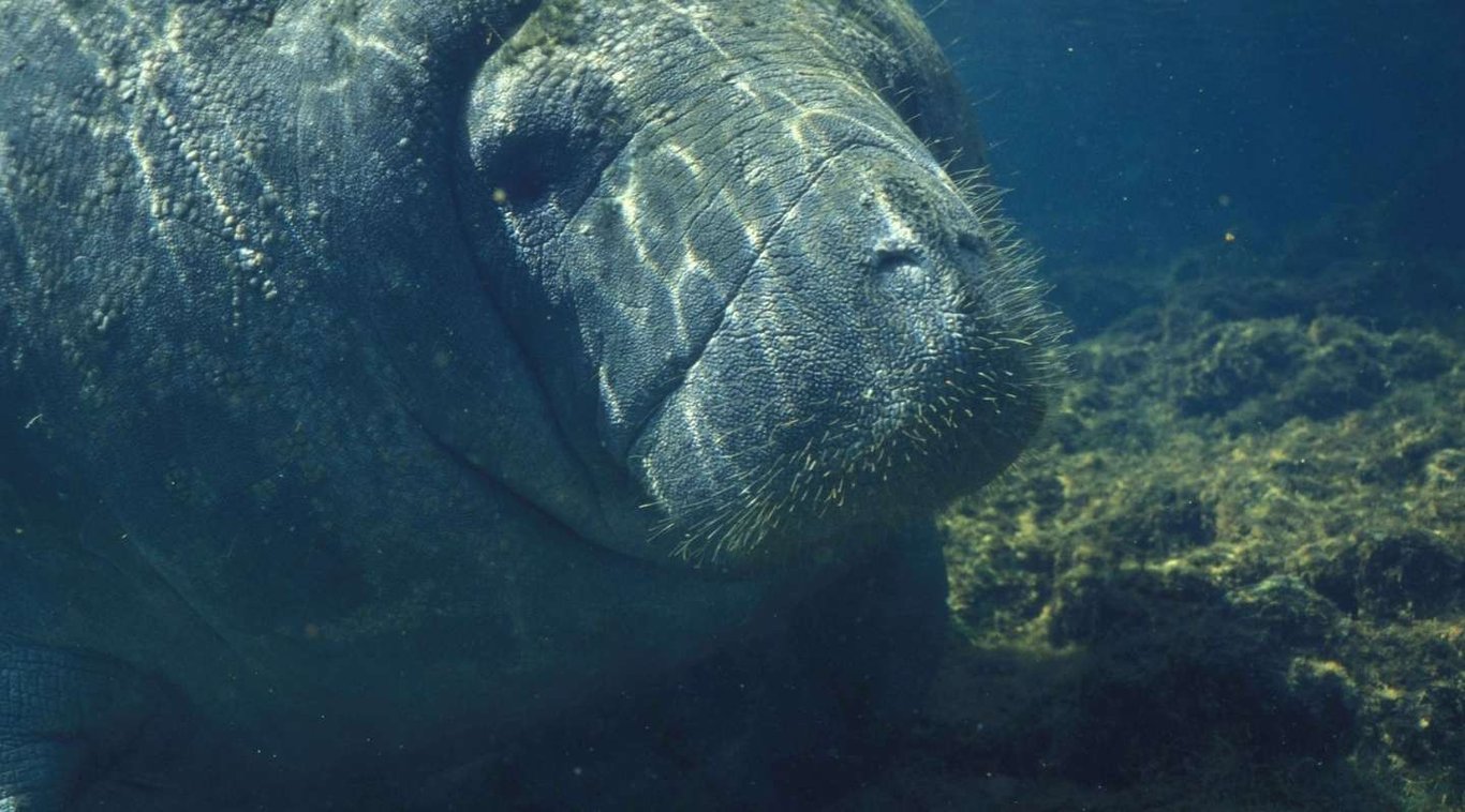 Belize Manatee Excursion Tour Image 8