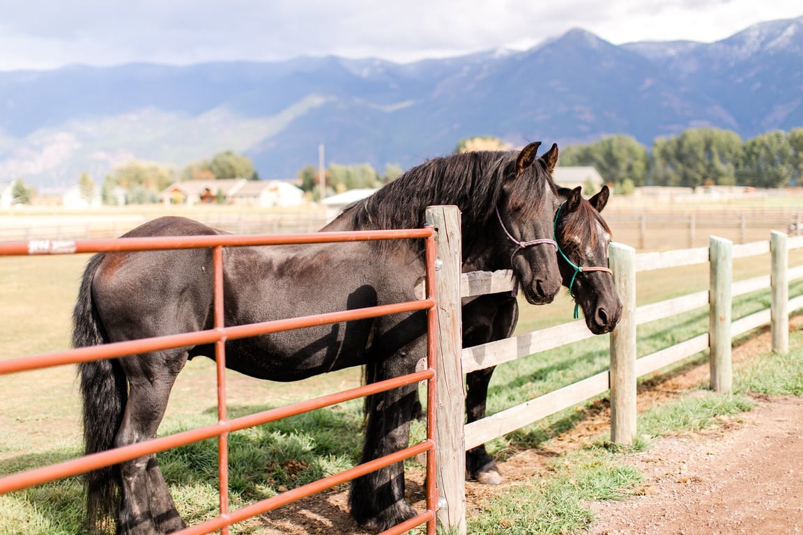 Horseback tour category image