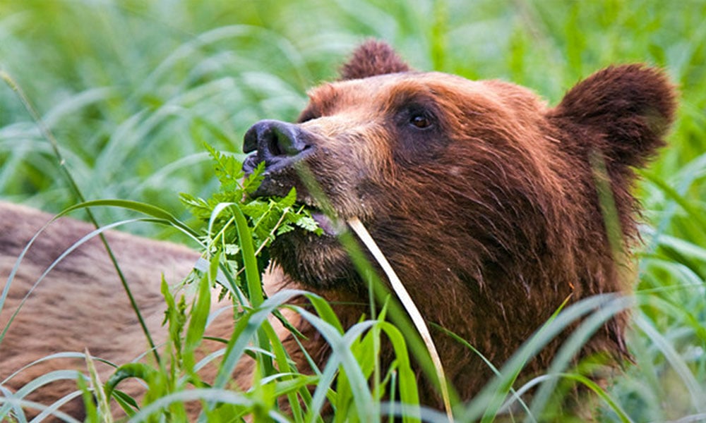 Pack Creek Brown Bear Viewing Tour Image 4