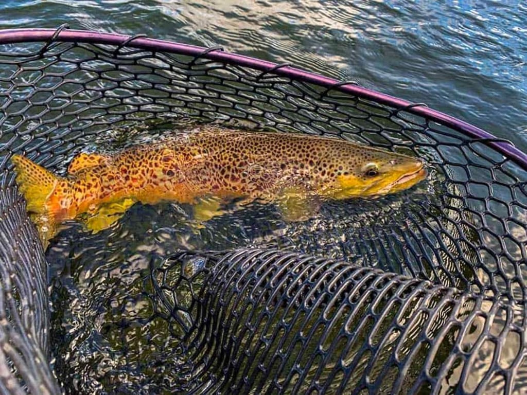 Clark Fork River Fly Fishing Tour Image 9